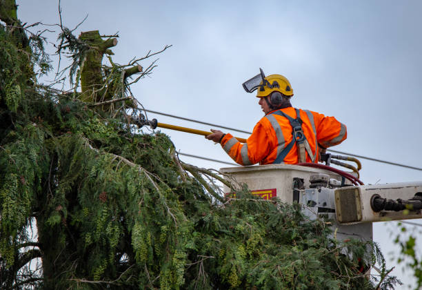 Trusted Elim, PA Tree Care Experts