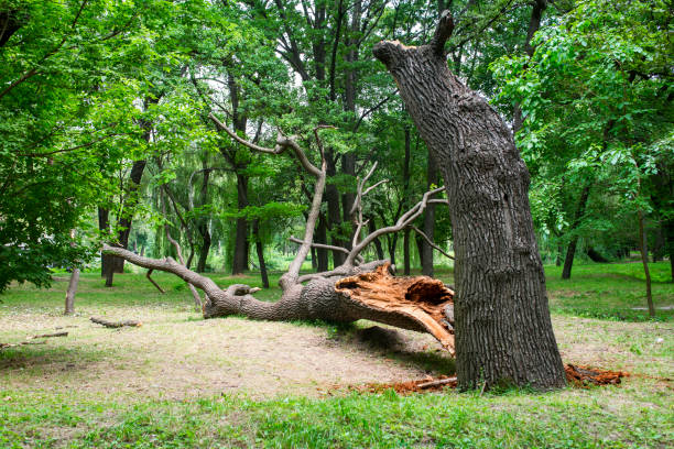 Best Firewood Processing and Delivery  in Elim, PA