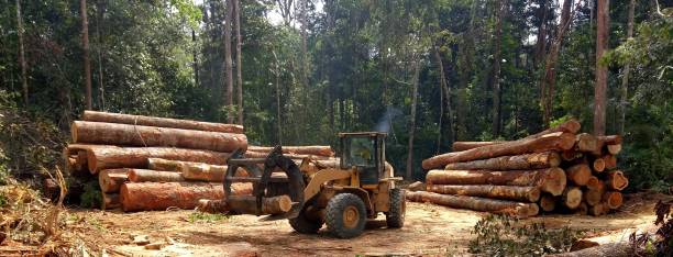 Best Tree Disease Treatment  in Elim, PA
