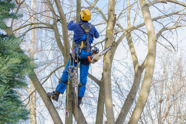 Tree and Shrub Care in Elim, PA