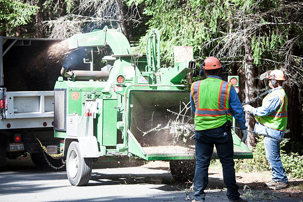 Best Palm Tree Trimming  in Elim, PA