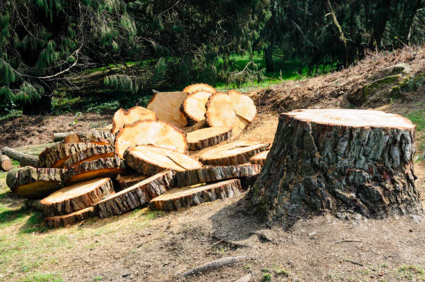 How Our Tree Care Process Works  in  Elim, PA